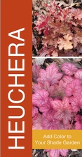 Heuchera 18