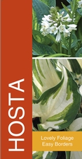 Hosta 18