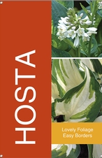 Hosta 24