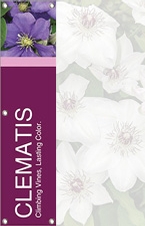 -Clematis 48