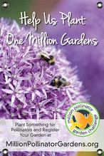 MPGC: Bees on Allium 24