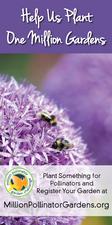 MPGC: Bees on Allium 18