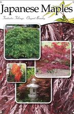 Japanese Maples 24