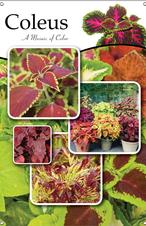 Coleus 24