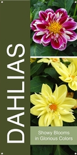 Dahlias 18
