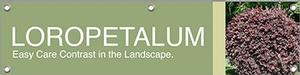 Loropetalum 47