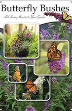 Butterfly Bushes 24