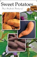 Sweet Potatoes 24