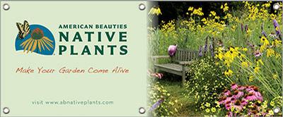 American Beauties Native Plants 48in x 20in