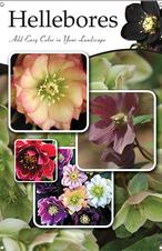 Hellebores 24