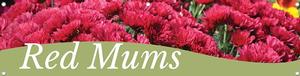 Red Mums 47