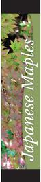 Japanese Maples 12x55 - Swoop