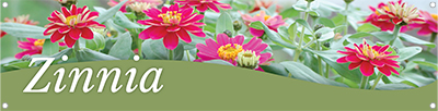 Zinnia 47x12 - Swoop