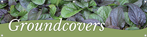 Groundcovers 47x12 - Swoop