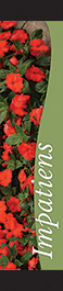 Impatiens 12x55 - Swoop