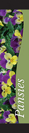 Pansies 12