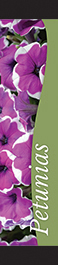 Petunias 12