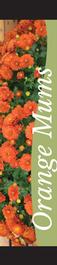 Mums - Orange 12