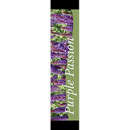 Purple Passion 12