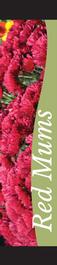 Mums - Red 12