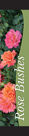 Rose Bushes 12