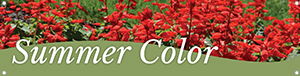 Summer Color 47
