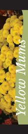 Mums - Yellow 12