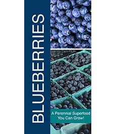 Blueberries 18x36 - Bold